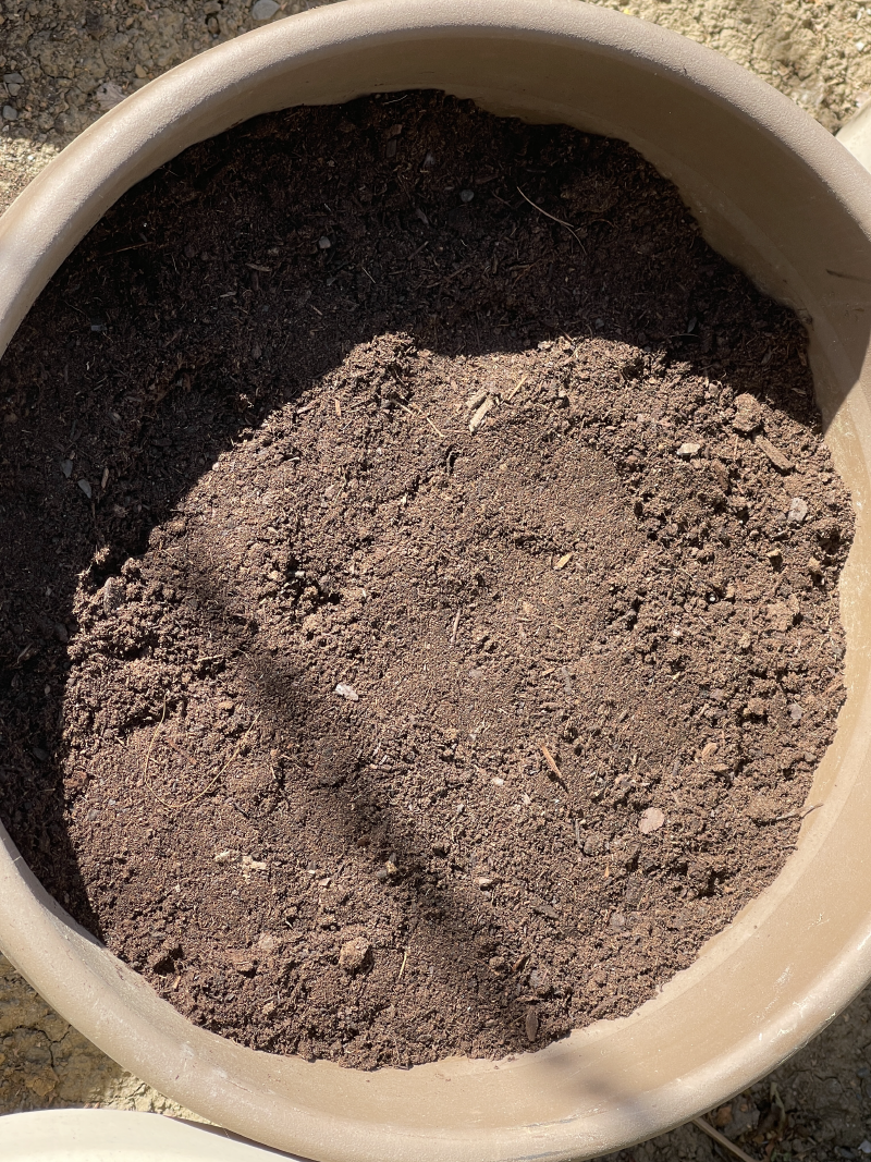 A closeup of the pot with of pot topped off with fresh potting soil.