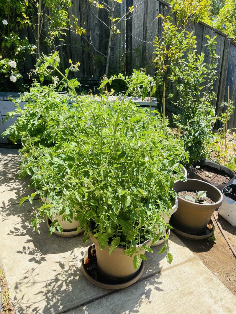 View of whole Roma tomato plants growing in pots.