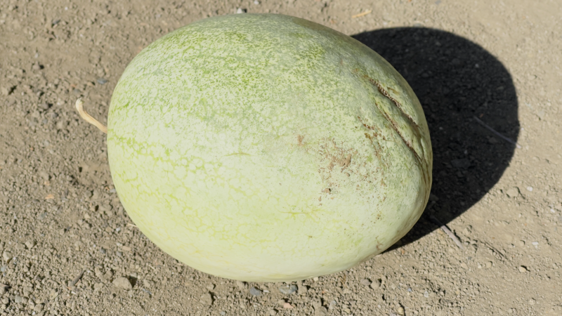 Close-up view of Ali baba watermelon.