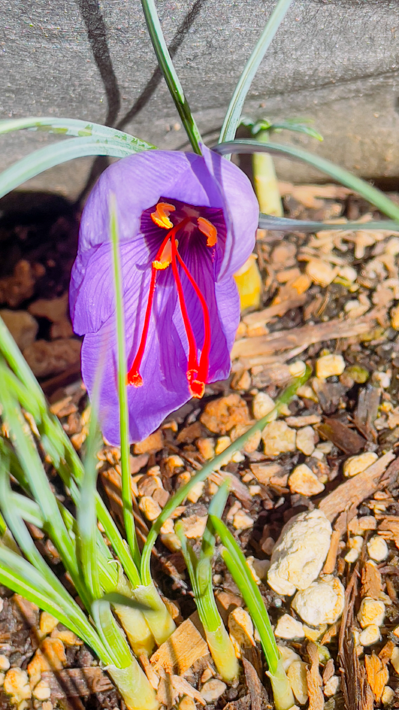 Close-up view of an open Saffron flower.